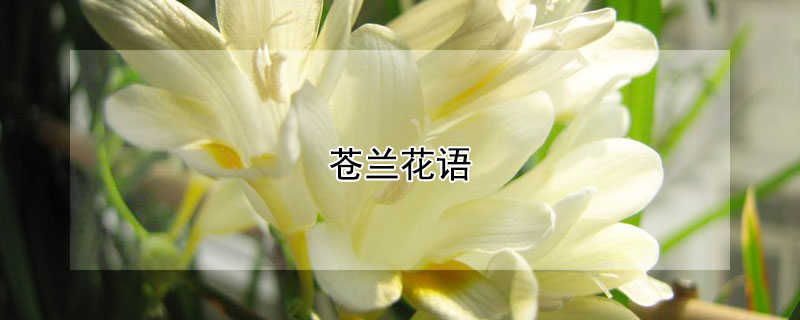 苍兰花语（白色苍兰花语）