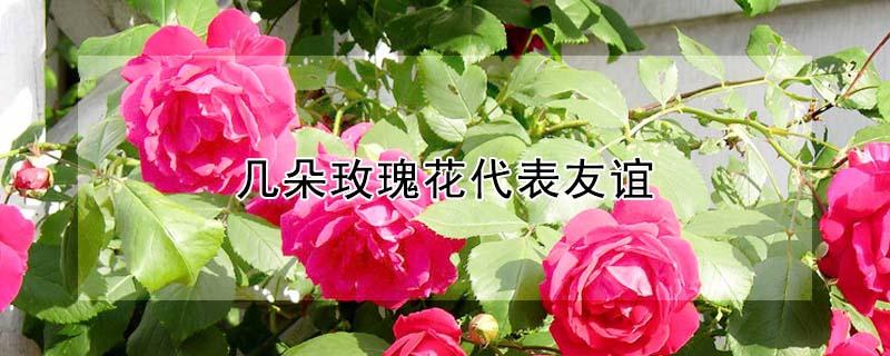 几朵玫瑰花代表友谊 几朵玫瑰花代表友谊长久