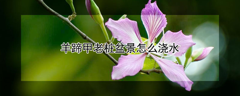 羊蹄甲老桩盆景怎么浇水 羊蹄甲老桩盆景怎么浇水的