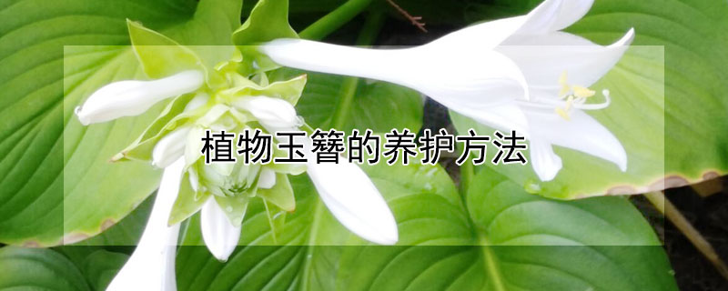 植物玉簪的养护方法（植物玉簪的养护方法是什么）
