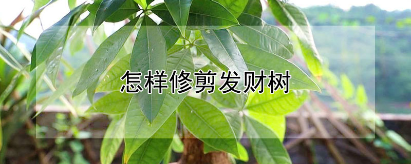 怎样修剪发财树（怎样修剪发财树的枝叶）