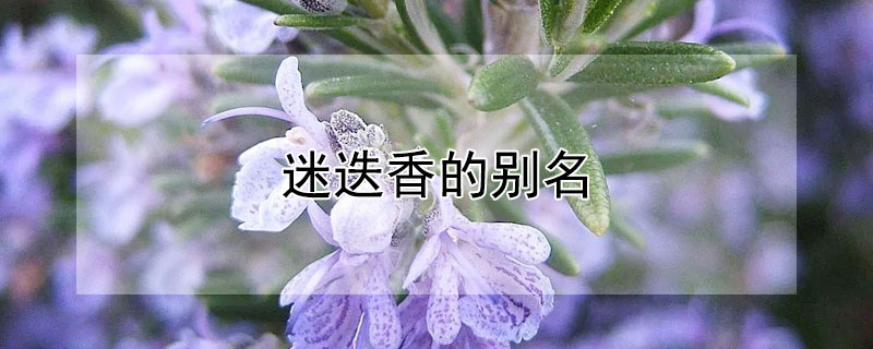 迷迭香的别名 迷迭香的别名叫什么哈利波特