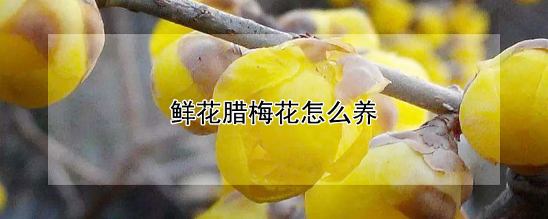 鲜花腊梅花怎么养（鲜花腊梅花怎么养护）