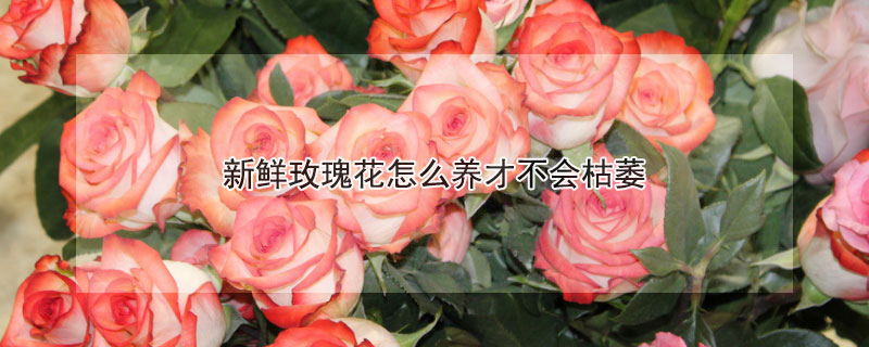 新鲜玫瑰花怎么养才不会枯萎（新鲜玫瑰花怎么养时间久点）