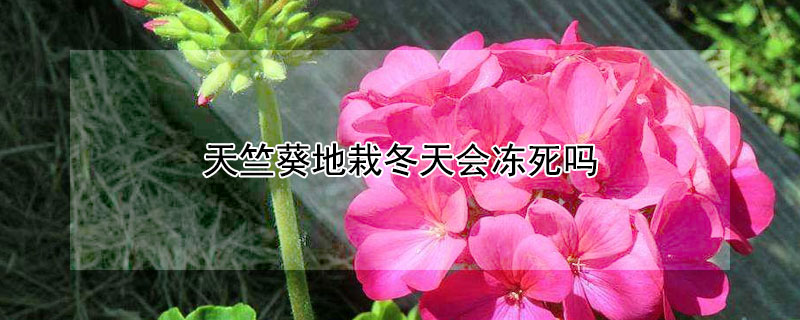 天竺葵地栽冬天会冻死吗 天竺葵地栽过冬