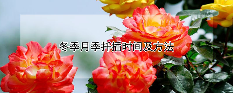 冬季月季扦插时间及方法（冬季月季扦插时间及方法图）