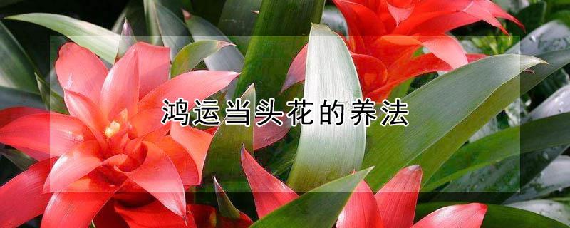 鸿运当头花的养法（鸿运当头花怎么养视频教程）