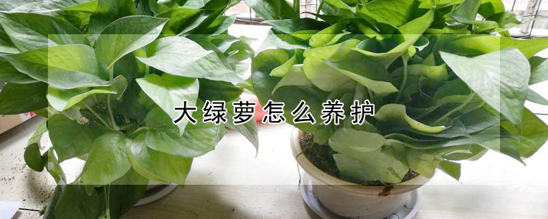 大绿萝怎么养护（大绿萝怎么养护和浇水）