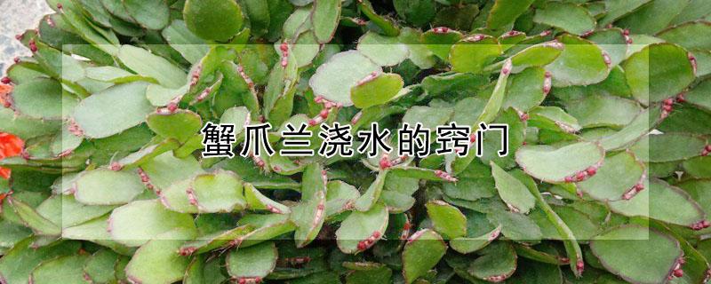 蟹爪兰浇水的窍门 蟹爪兰浇水的窍门有哪些