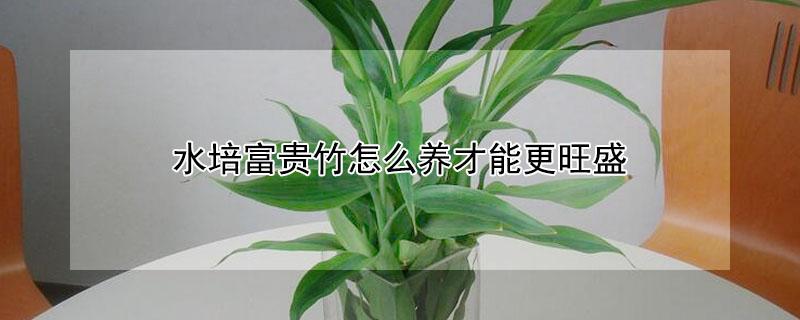 水培富贵竹怎么养才能更旺盛 水培富贵竹怎么养才能更旺盛小妙招