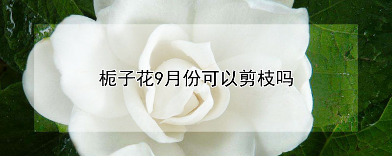 栀子花9月份可以剪枝吗 栀子花9月养护