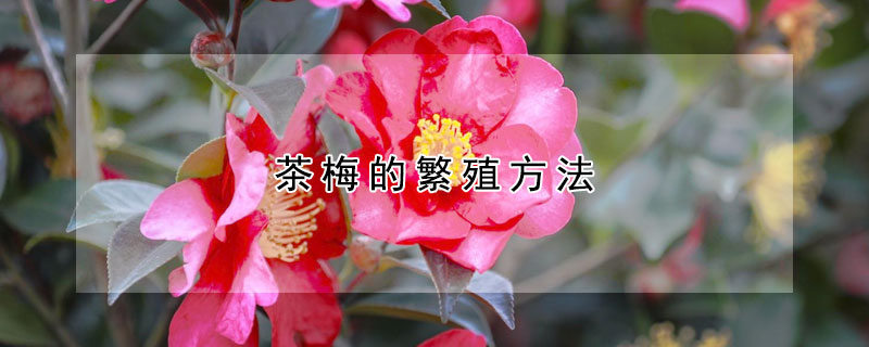 茶梅的繁殖方法（茶梅的繁殖方法视频）