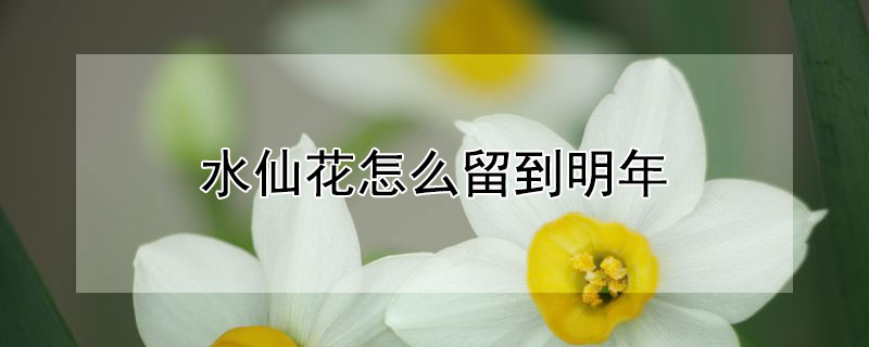 水仙花怎么留到明年（水仙花开花后怎么留种）