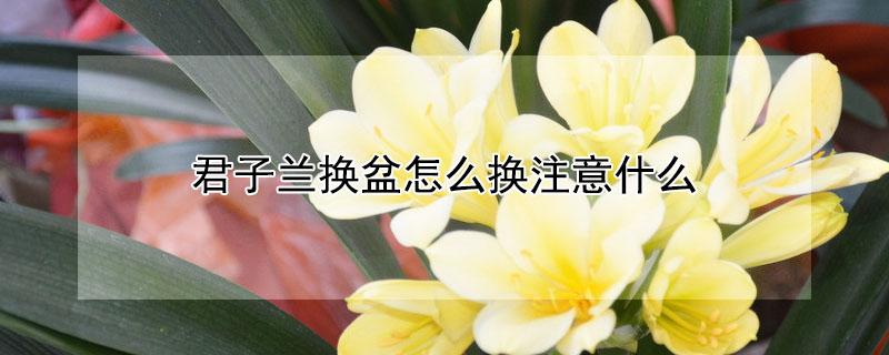 君子兰换盆怎么换注意什么（君子兰换盆注意事项视频）
