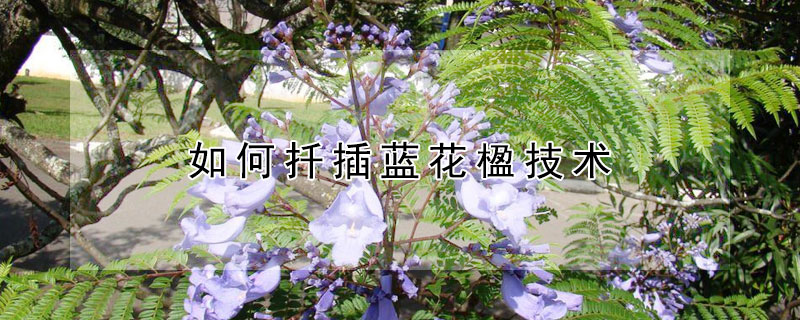 如何扦插蓝花楹技术 如何扦插蓝花楹技术视频教程