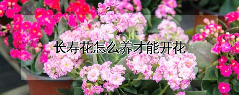 长寿花怎么养才能开花 长寿花怎么养才能开花茂盛