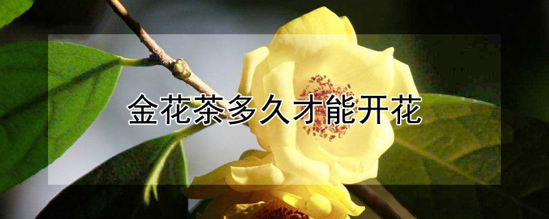 金花茶多久才能开花（金花茶多久才能开花结果）