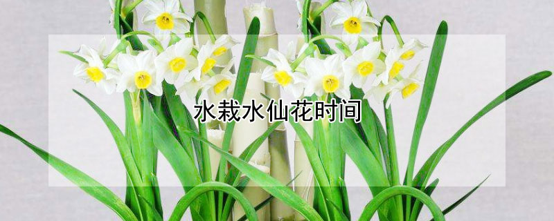水栽水仙花时间（水栽水仙花时间长怎么办）