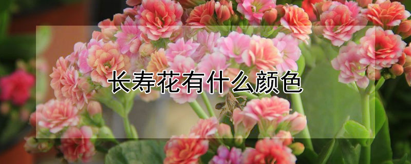 长寿花有什么颜色（长寿花有什么颜色的）