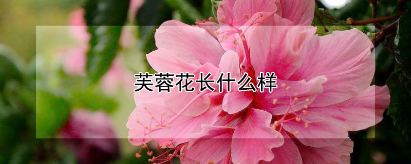 芙蓉花长什么样 芙蓉花长什么样图片