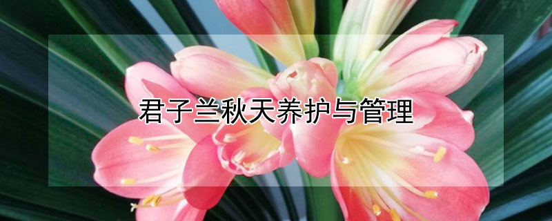 君子兰秋天养护与管理 君子兰秋天养护与管理方法