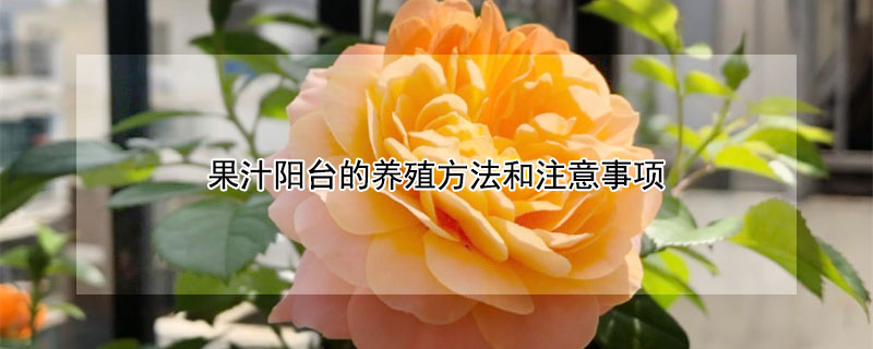 果汁阳台的养殖方法和注意事项（果汁阳台月季叶子发黄怎么办）