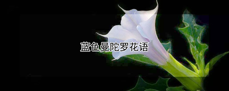 蓝色曼陀罗花语 花语比较虐心的花