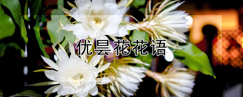 优昙花花语（优昙花花语是什么）