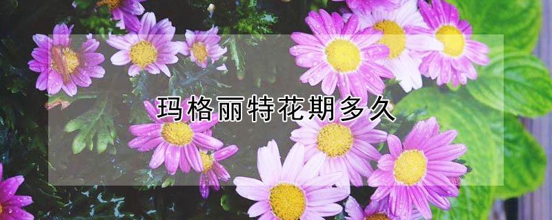 玛格丽特花期多久 玛格丽特花期多久?