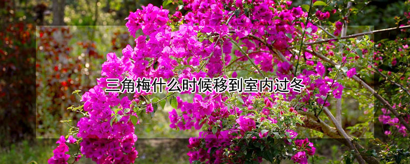 三角梅什么时候移到室内过冬（三角梅几月份移到室外）