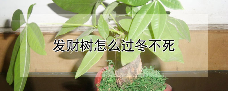 发财树怎么过冬不死 发财树怎么安全度过冬天