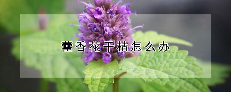 藿香花干枯怎么办（藿香花干枯怎么办小妙招）