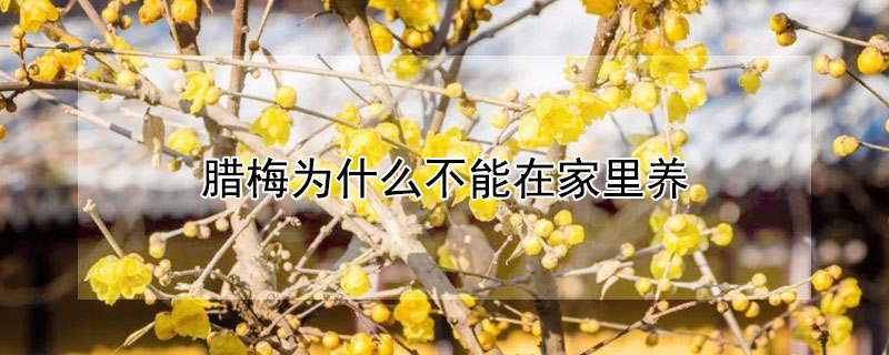 腊梅为什么不能在家里养 腊梅用大盆好还是小盆