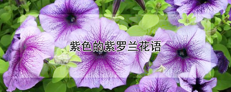 紫色的紫罗兰花语 紫色的紫罗兰花语寓意
