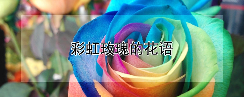 彩虹玫瑰的花语（彩虹玫瑰的花语和传说）
