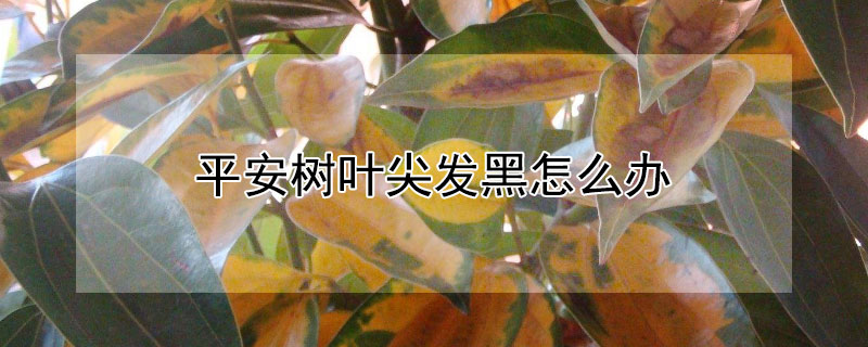 平安树叶尖发黑怎么办（平安树叶子尖发黑干枯用什么药）