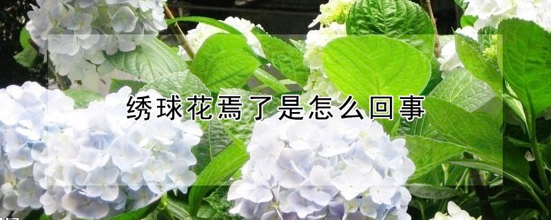 绣球花焉了是怎么回事 绣球花花焉了