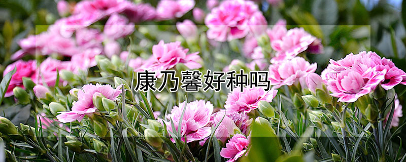 康乃馨好种吗 康乃馨好种吗?
