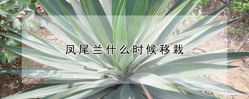 凤尾兰什么时候移栽（凤尾兰什么时候开花）