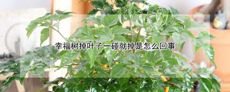 幸福树掉叶子一碰就掉是怎么回事 幸福树掉叶子一碰就掉是怎么回事叶尖发黑