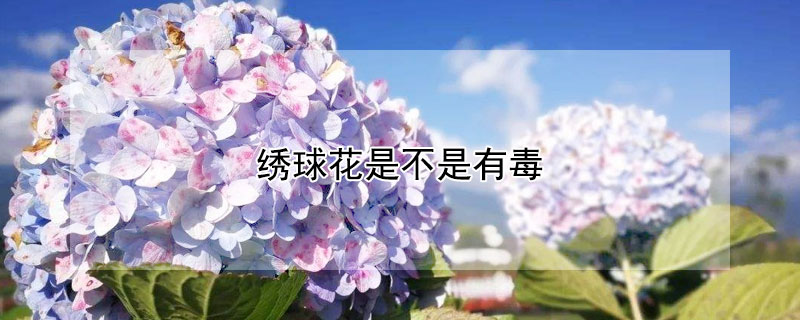 绣球花是不是有毒 绣球花是不是有毒?