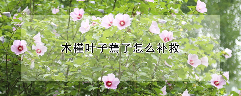 木槿叶子蔫了怎么补救（木槿叶子蔫了是怎么回事）