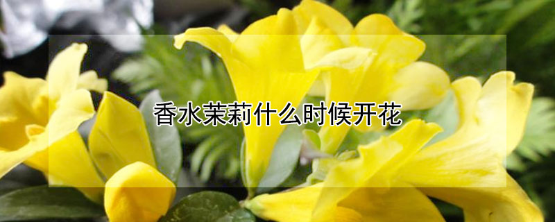 香水茉莉什么时候开花（茉莉花有几种品种）