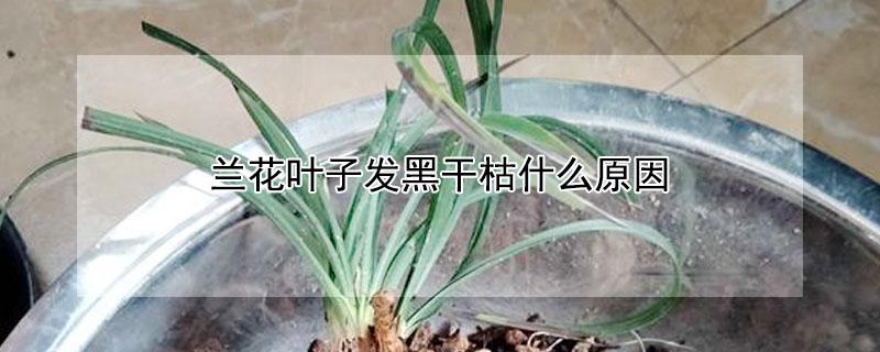 兰花叶子发黑干枯什么原因（兰花叶发黑干枯是什么原因）