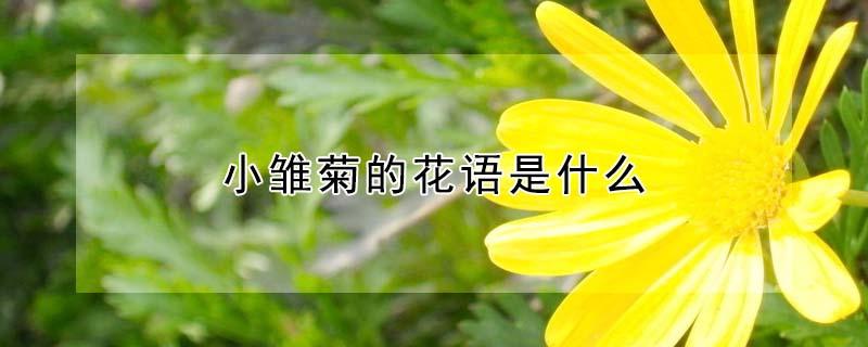 小雏菊的花语是什么 小雏菊的花语是什么意思