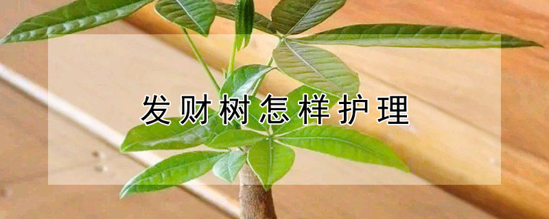 发财树怎样护理 发财树怎样护理最好