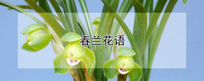 春兰花语 春兰花语和传说