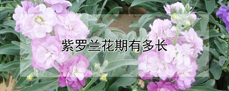 紫罗兰花期有多长 紫罗兰花期有多长?