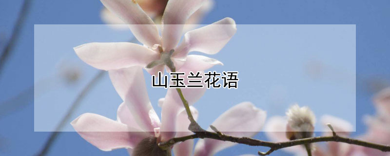 山玉兰花语（山玉兰观赏特性）