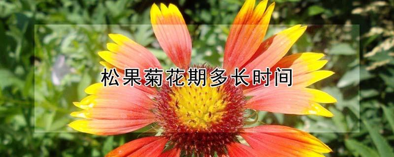 松果菊花期多长时间（松果菊花期多长时间能开花）
